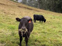 Brahman Semen