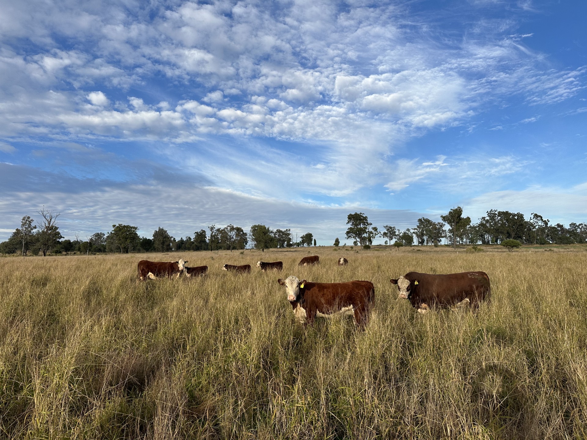 Hereford Townsville