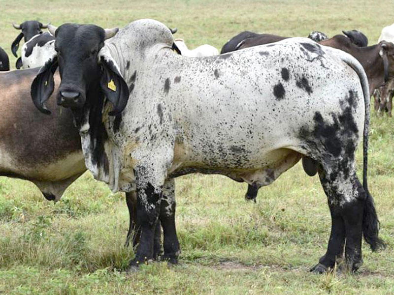Brahman