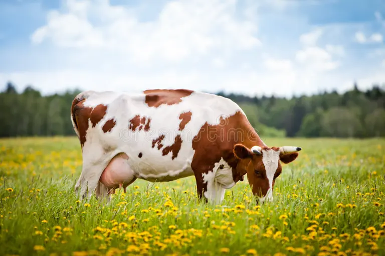 Townsville Bull Sales