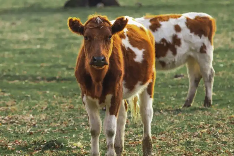 Charolais - Roma